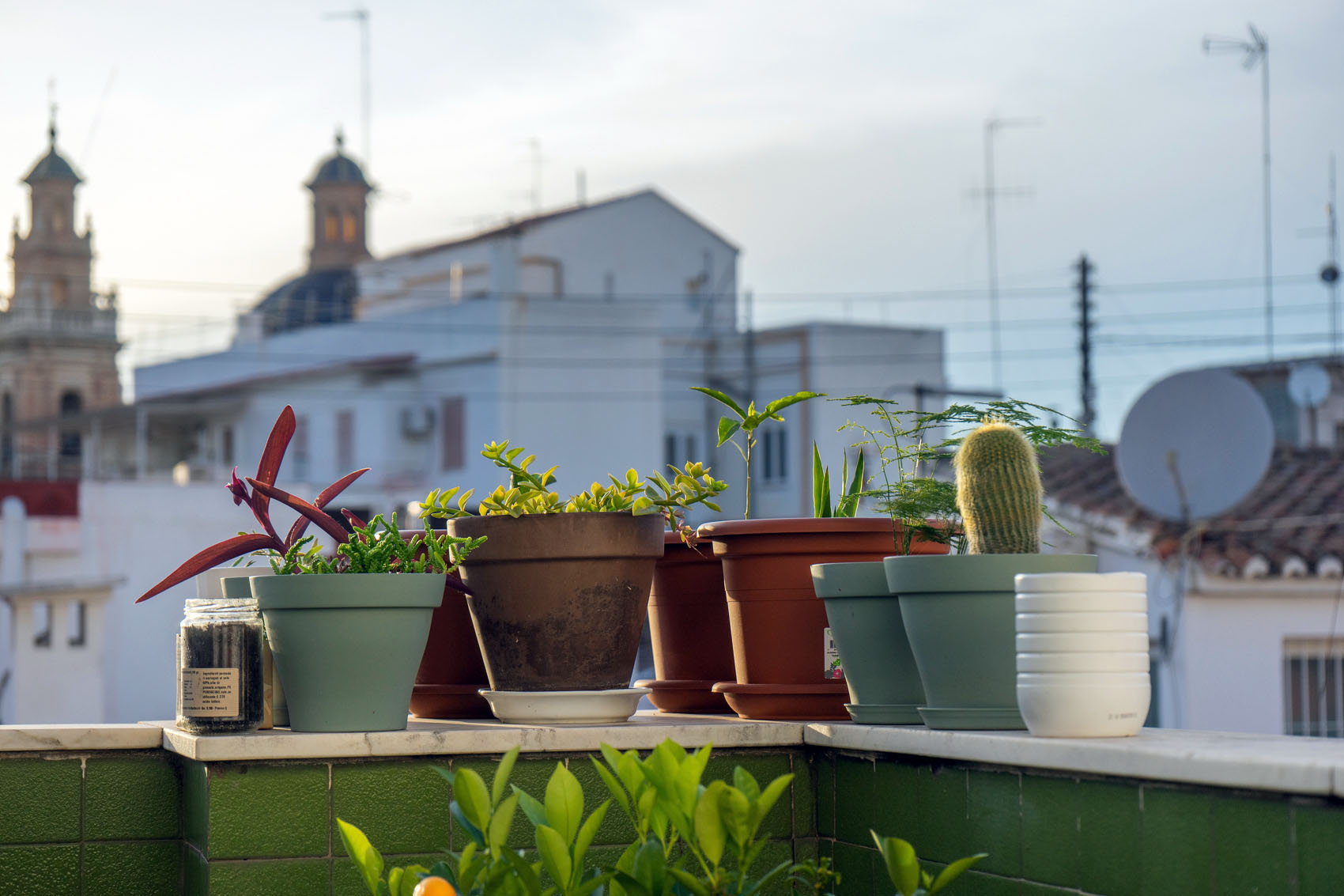 Terrace plants stock photo