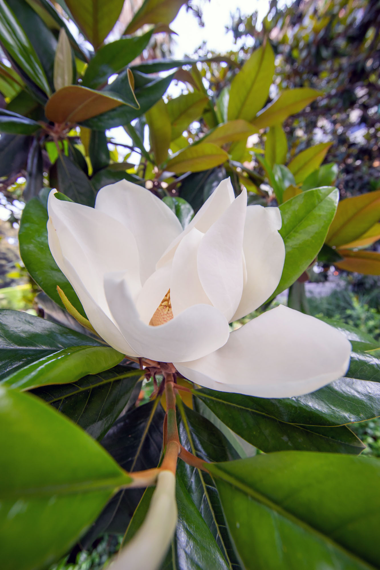 Magnolia Flower Valencia