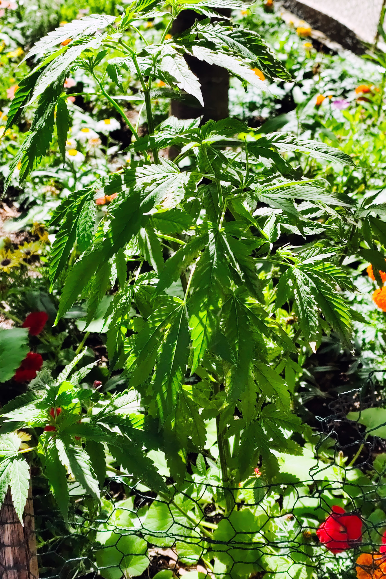 Wild Marijuana Plant Brooklyn