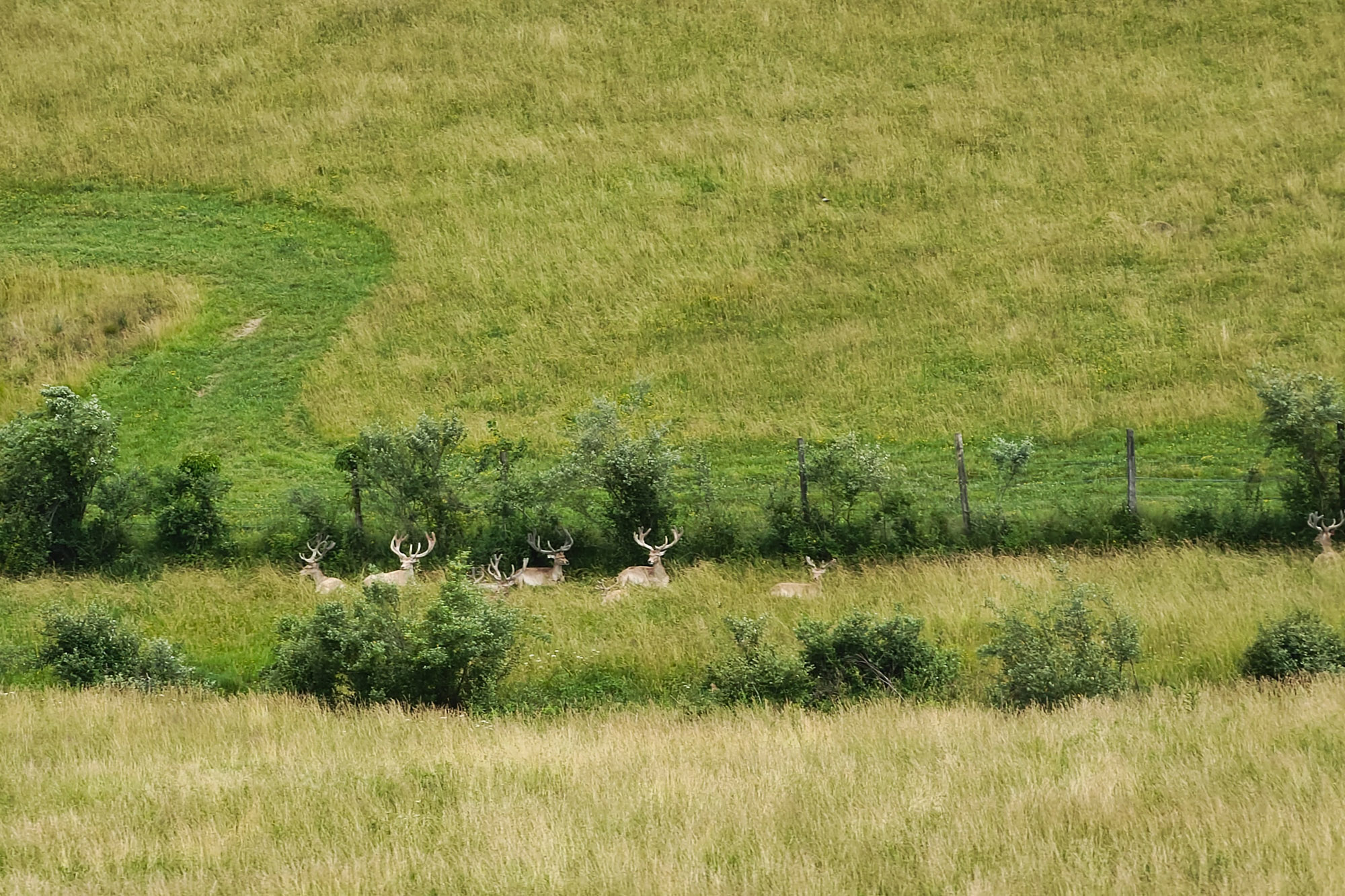 Deer Spotting in Ohio