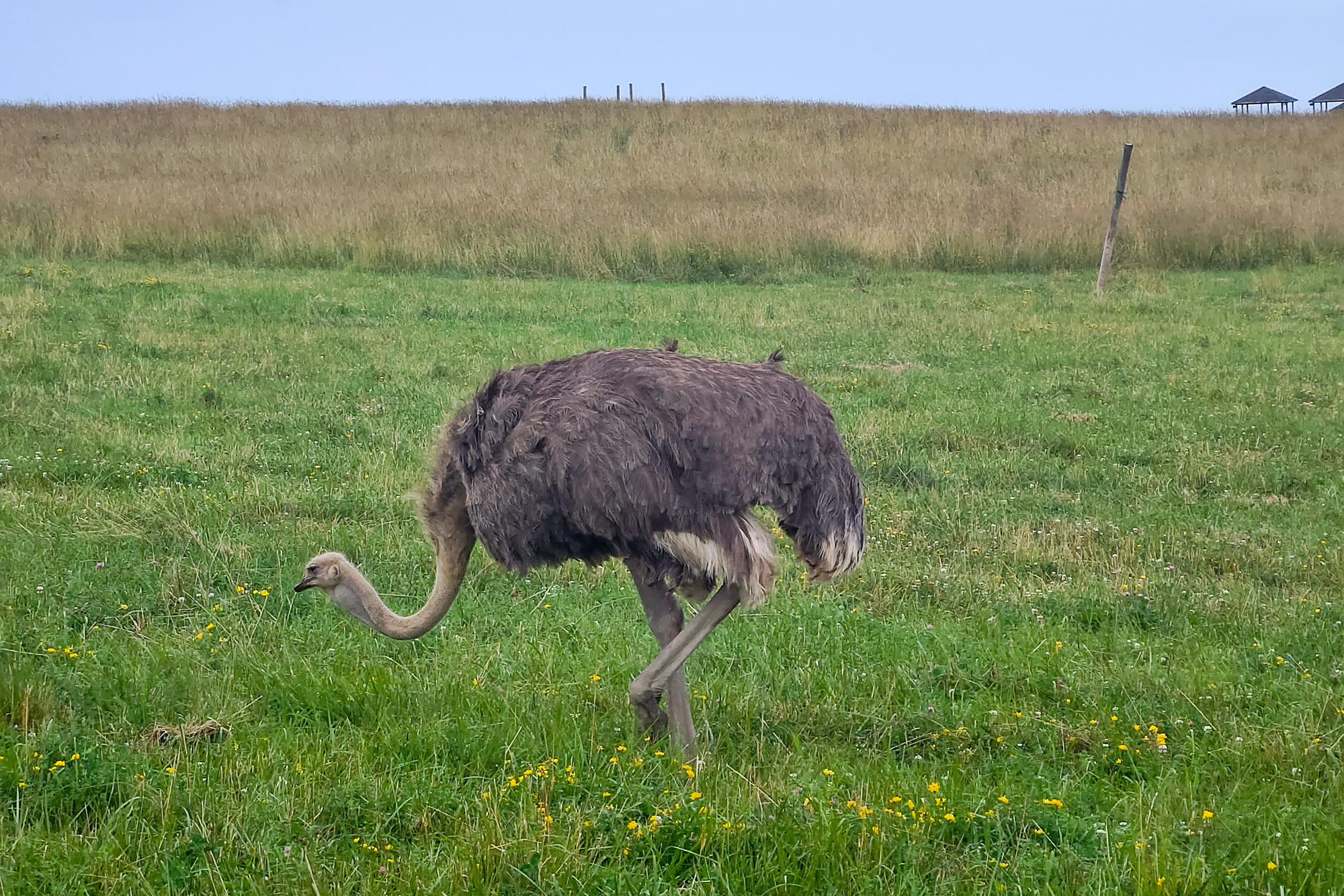 Ohio Ostrich