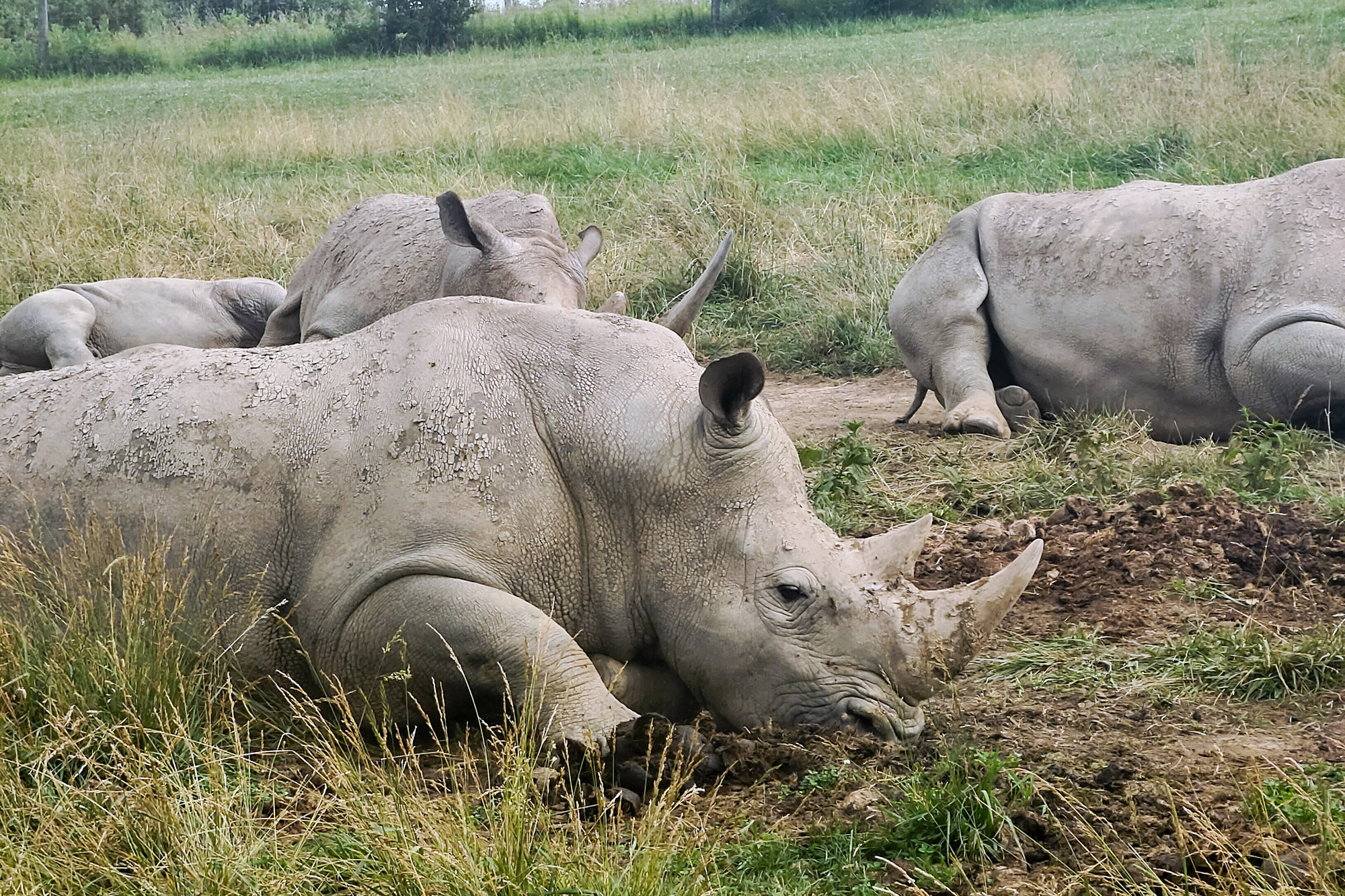 Rhino The Wilds Ohio Safair