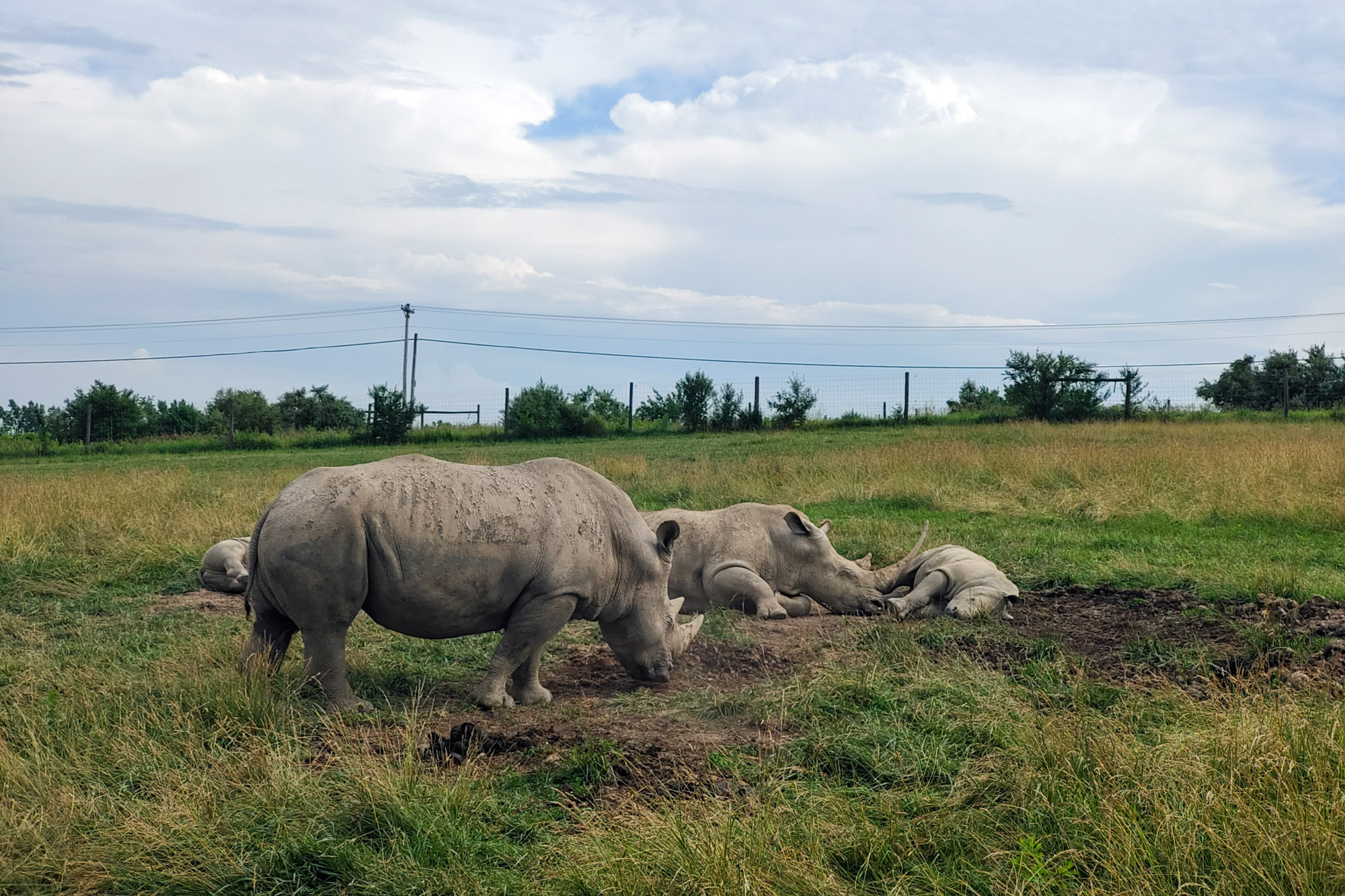 Rhino Safari Ohio