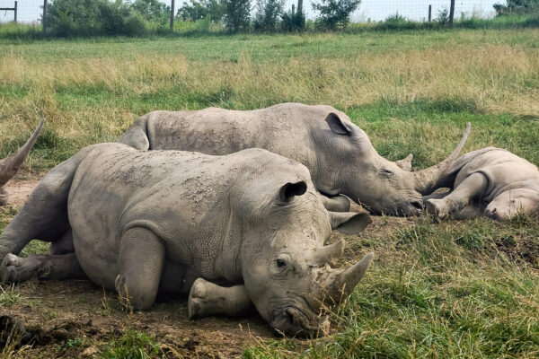 Stock Photos Rhino