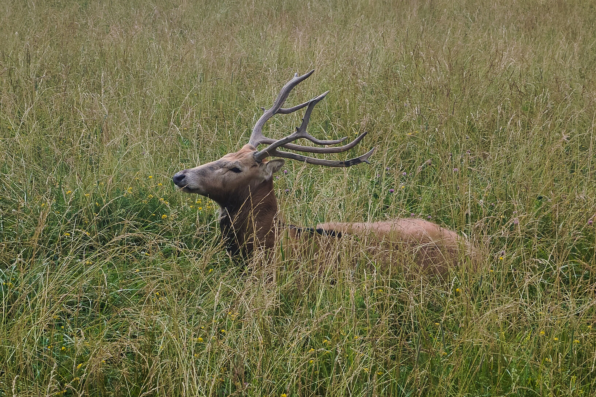 Deers of Ohio