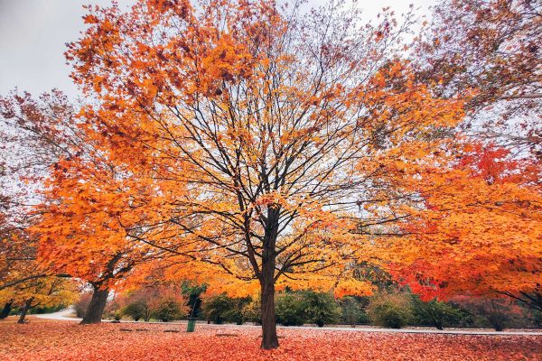 Snyder Park Springfield Ohio