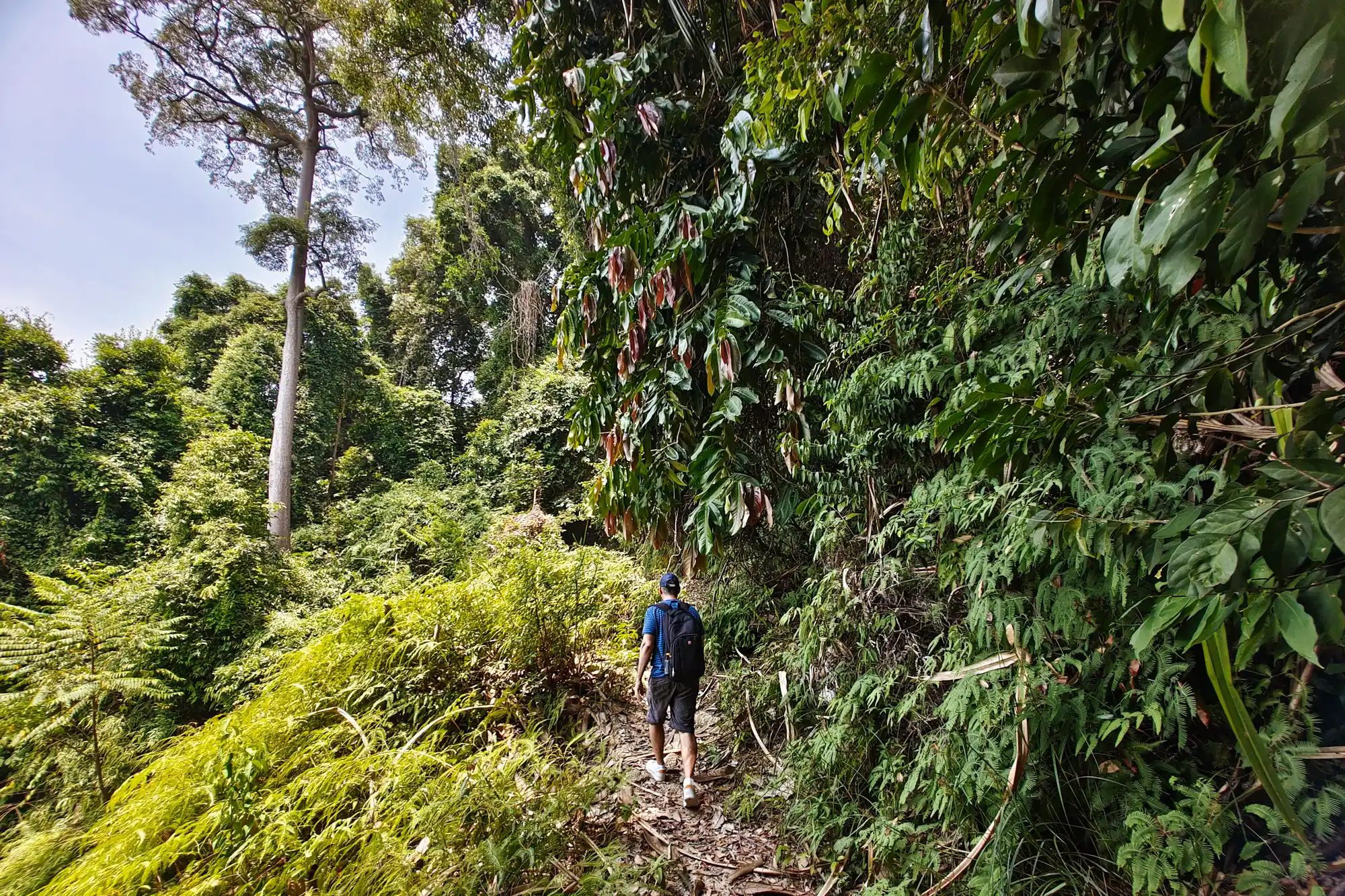 Jungle Hike Pangkor Island