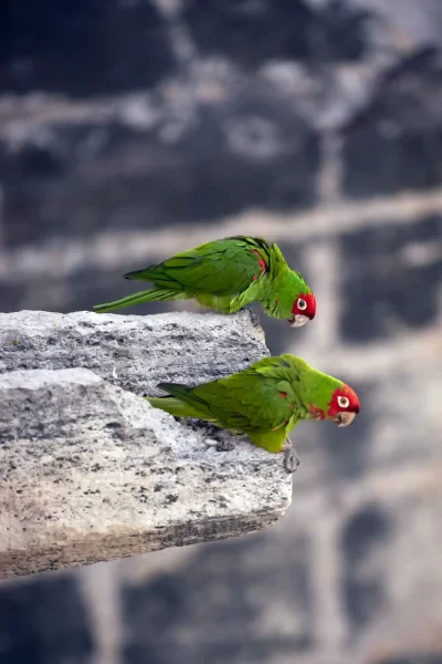 Valencia Parakeets