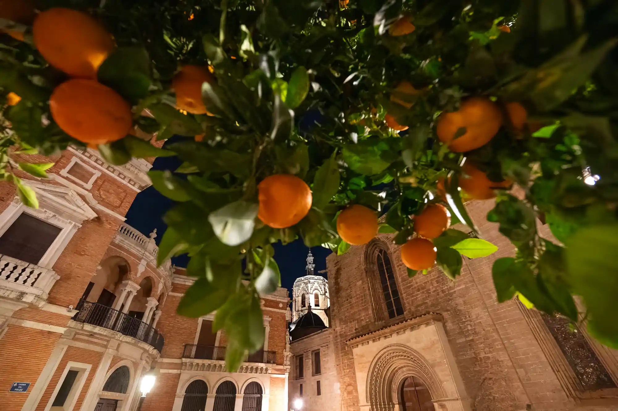 Evening walks with oranges in Valencia