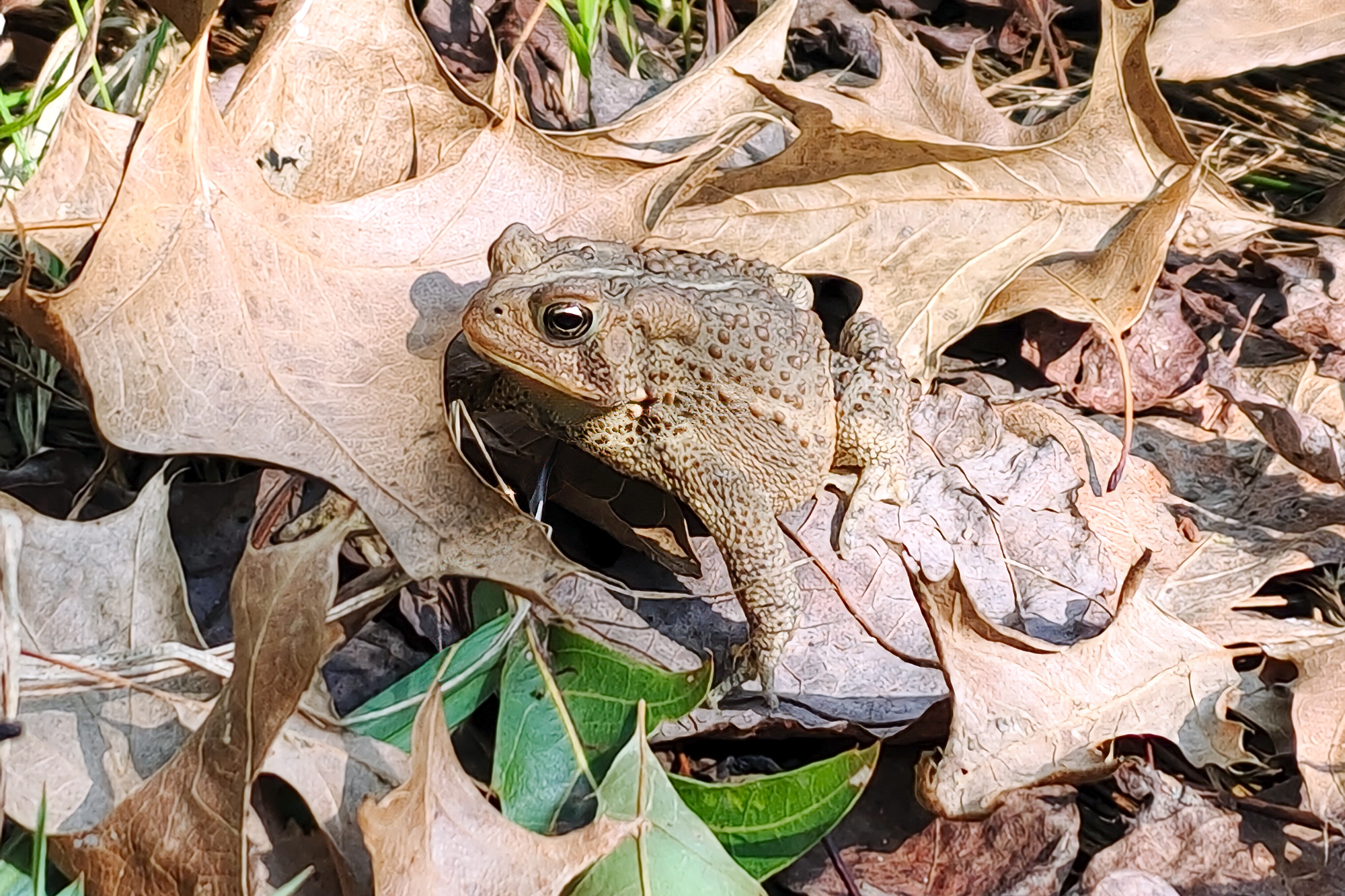 Ohio Toad