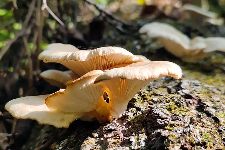 Mushroom Hunting FAQ