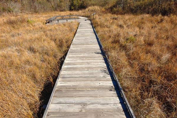 Urbana Cedar Bog