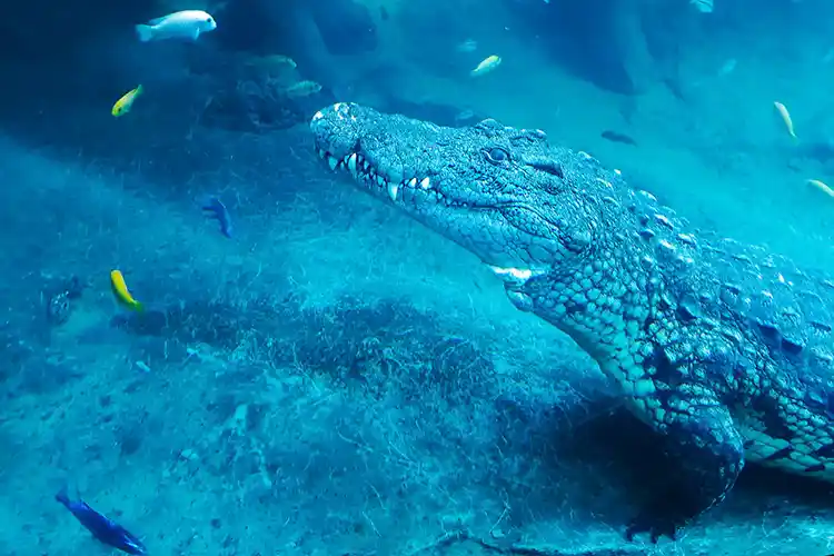 Valencia's Bioparc Revisited - Still Our Favorite Zoo 4 Alligator underwater at the BioParcs