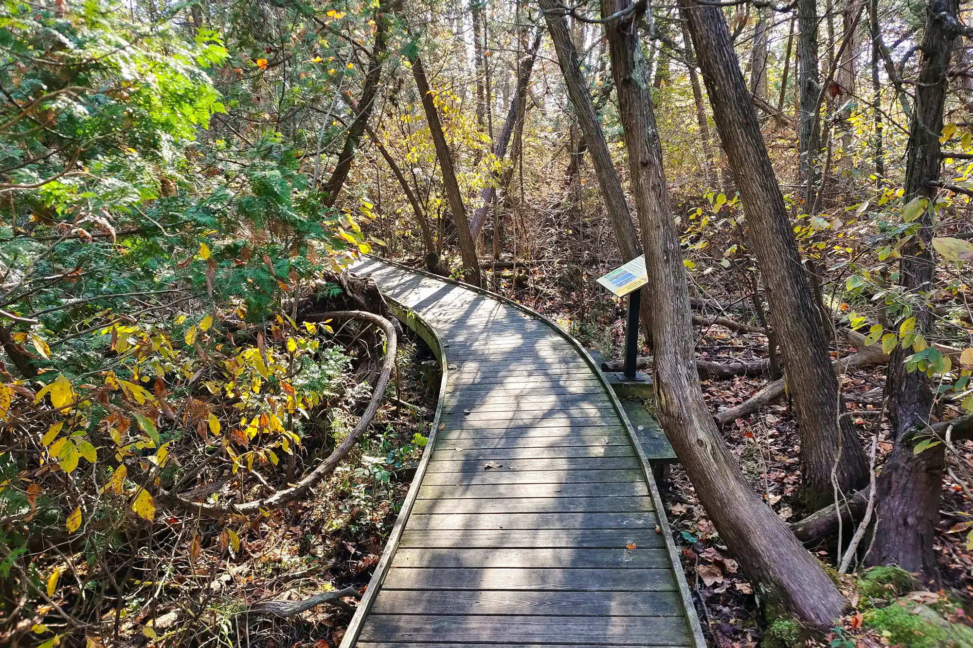 Cedar Bog Nature Preserve Springfield Ohio
