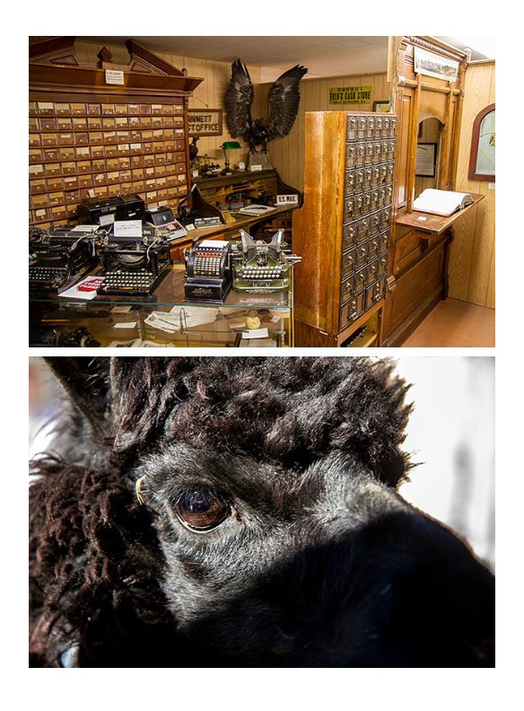 A page of photos from our Idaho book: a room full of old typewriters and a close-up of an alpaca