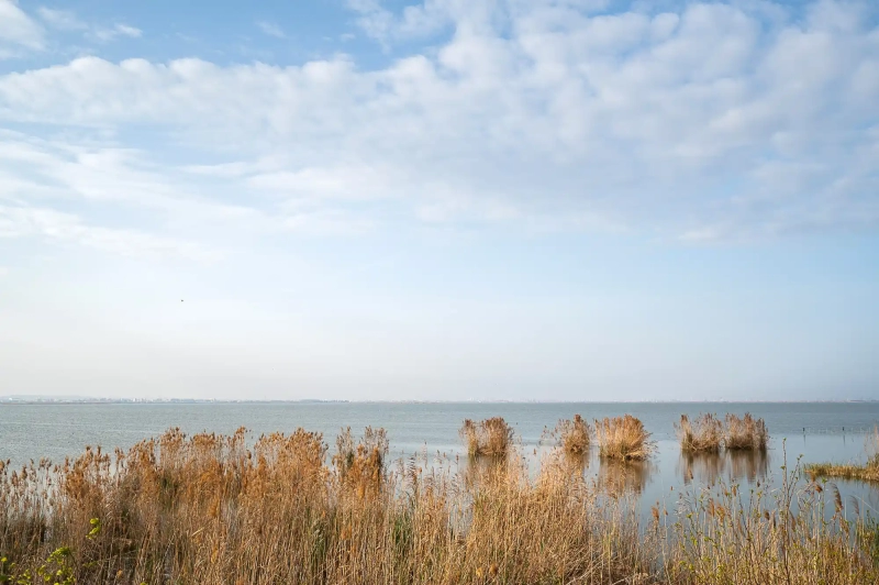 Reed Albufera