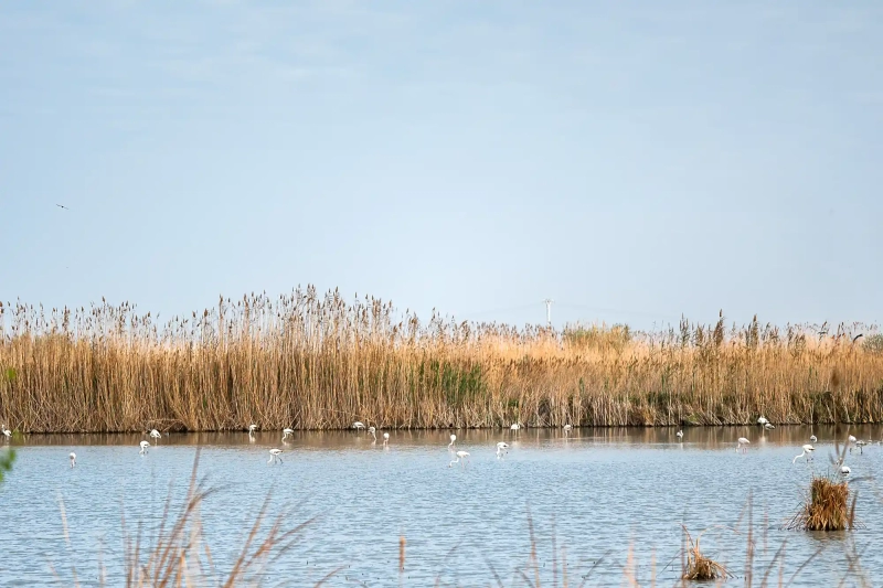 Plants at the Albufera Lake
