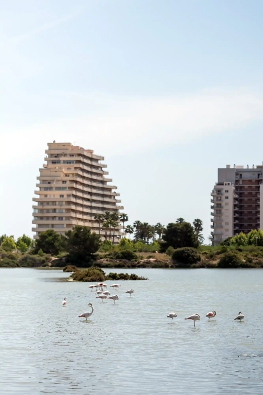 Flamingo Calpe Salt Flat
