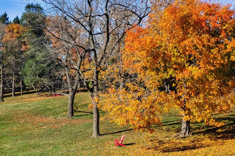 Yellow and red fall tree on Wittenberg Campus