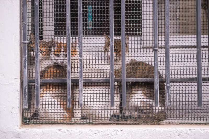 Teruel trapped cats