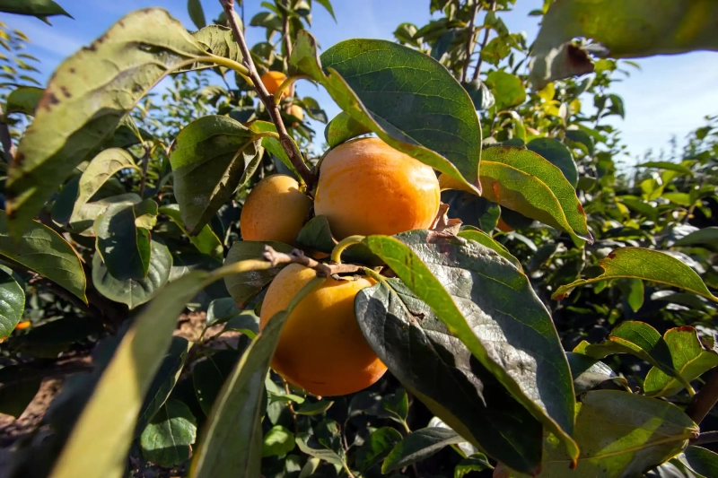 Fruit trees in Valencia