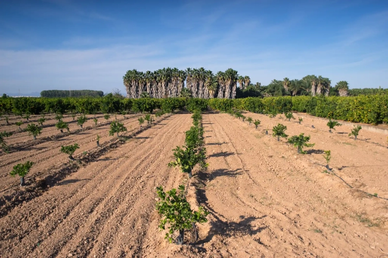 Albufera palm trees and fields