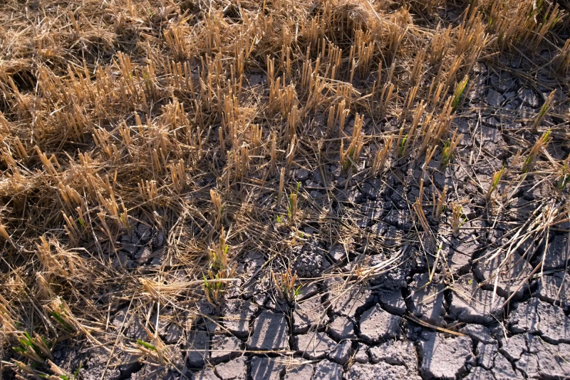 Dry fields in Valencia