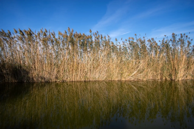 Plants at the Albufera Lake