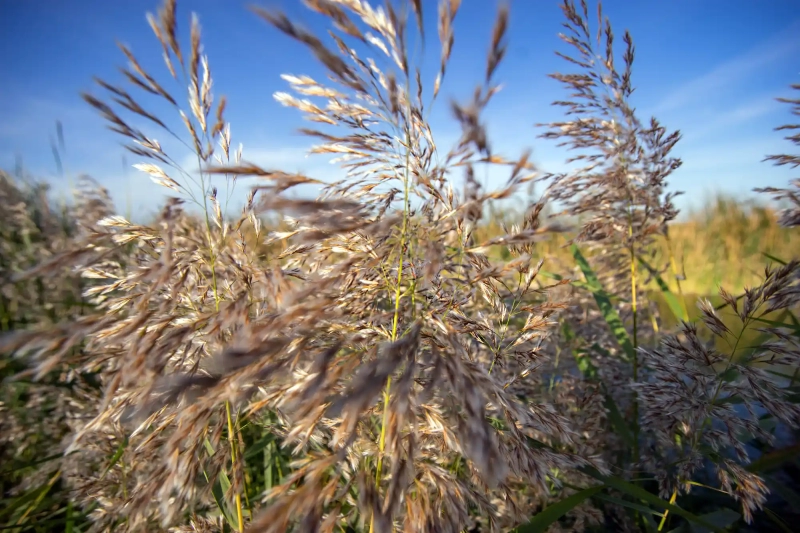 Nature and blue sky at the Albufera Lake