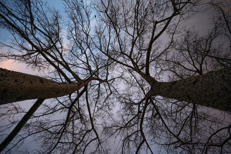 Sunset sky and naked trees