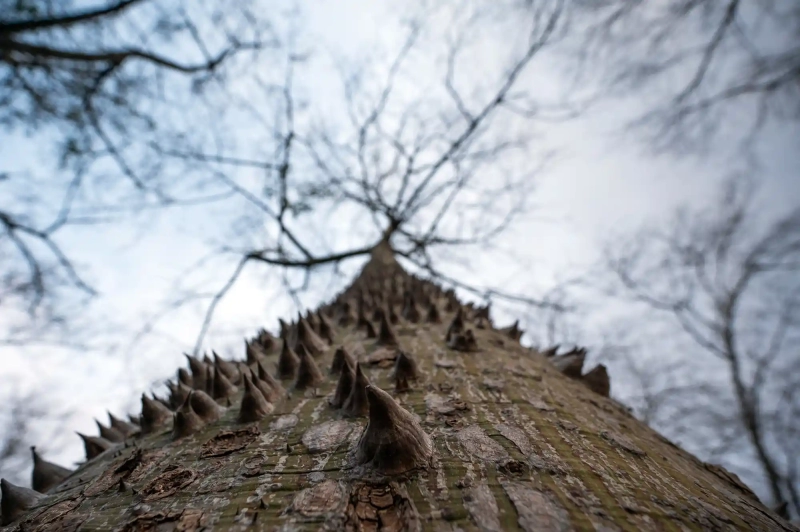 Thorn bootle tree