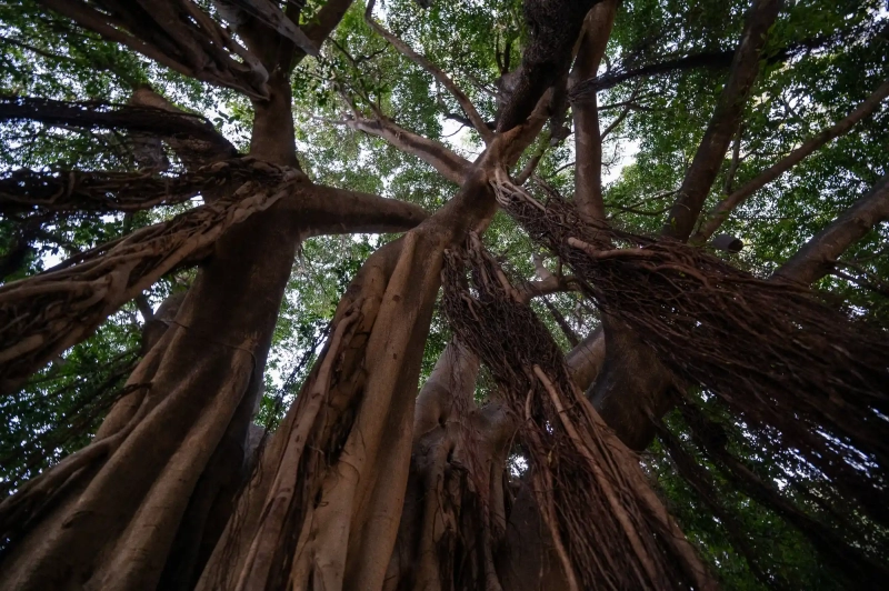 Strangler Tree in Valencia
