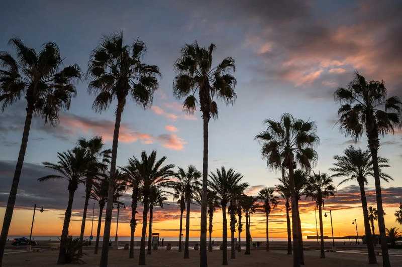 Palm tree against morning sky