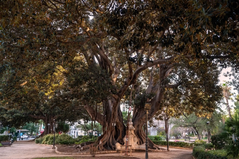 Fig tree in Valencia