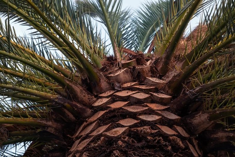 Under the Palm Tree