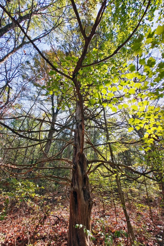 Weird tree in Ohio