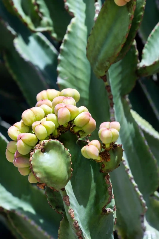 Tiny cactus fruits in Calpe