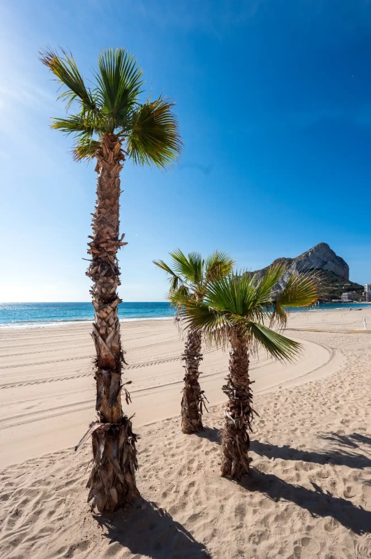Cute palm trees in Calpe