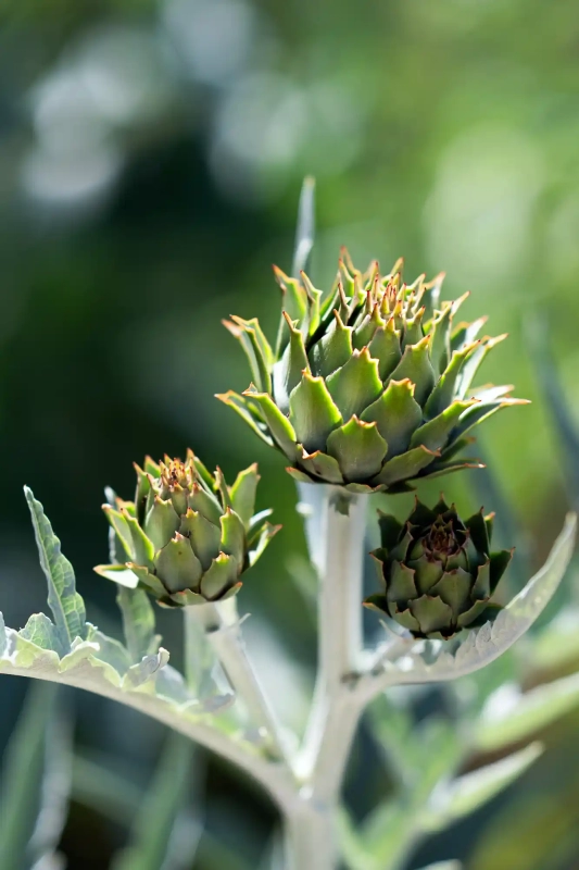 Artichoke Plant