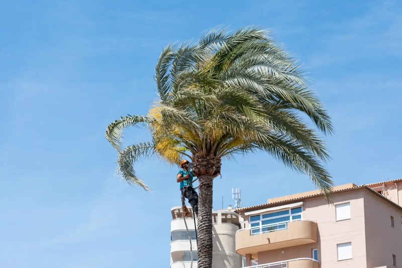 Palm Tree worker