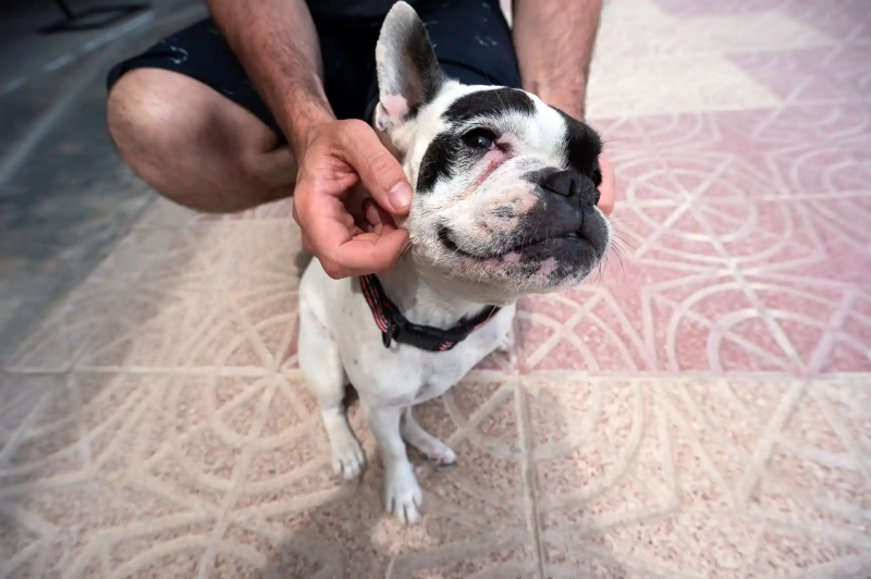 French Bulldog in Calpe