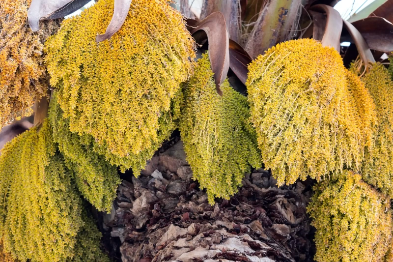 Palm Seeds